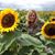 Debra A Campbell's profile image