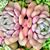 Cha Anthony Venter's profile image