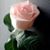 Ali Hassan's profile image