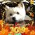 Roberta Olson's profile image