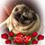 Debbie Barrett's profile image