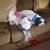 Angie Wilhelmi's profile image