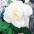 Buffey Cortis's profile image