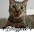 April McDonald Green's profile image