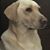 Dale Beddingfield's profile image