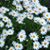 Daisy White's profile image