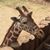 Marshall Geer IV's profile image