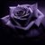 Lee Kerr's profile image