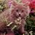 Lorraine McDonald-Spataro's profile image