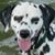 Dustie Roland Thorbergson's profile image
