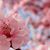 Abir Shukr's profile image