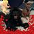 Renee Foley Hall's profile image