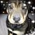 Michael Mentzer's profile image
