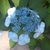 Angelica CJimenez's profile image