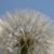 Susan Hajnik's profile image