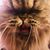 Jillian Dykhouse Thigpen's profile image