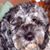 Diane Davidson's profile image