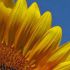 JOZETTE P.'s profile image