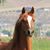 Alison A. Brendel's profile image