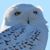 Debi Fogell Greene's profile image