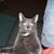 Derrick Fushigi Thompson's profile image
