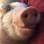Wayne Fisch's profile image
