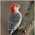 Karen Hammer Murphy's profile image