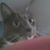 Linda Vallo's profile image
