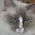 Linda Sgroi Jordan's profile image