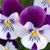Brenda Sievers's profile image