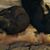 Shelli Bruesewitz Brown's profile image