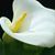 Rita D'Ambrosio's profile image