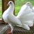 Raghu Raghu's profile image