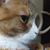 Ginger Loggins's profile image