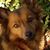 Dren Ibar's profile image