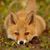 Robert John Fox's profile image
