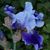 April Cottrell's profile image
