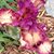 Emily Schultz's profile image