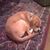 Bethany S Trego-Cash's profile image
