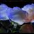 Connie Buttweiler Peterson's profile image