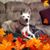 Vondia Williams's profile image