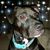 Lynne Lamb's profile image