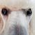 Greg Chayet's profile image
