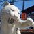 Mark Boehme's profile image