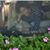 Iris Ornig's profile image