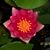 Anna Hintze Bremer's profile image