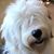 Cyn Sheepie's profile image