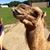 Mary Achkar's profile image