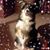 Tammy Senecal's profile image