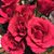 Renee Tercha Hendricks's profile image
